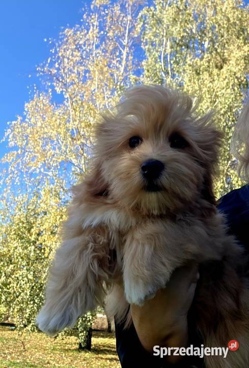 Do odbioru Hawańczyk Championie FCI ZKwP Chrośla