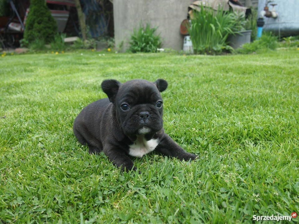 Buldog Francuski piesek Skierniewice