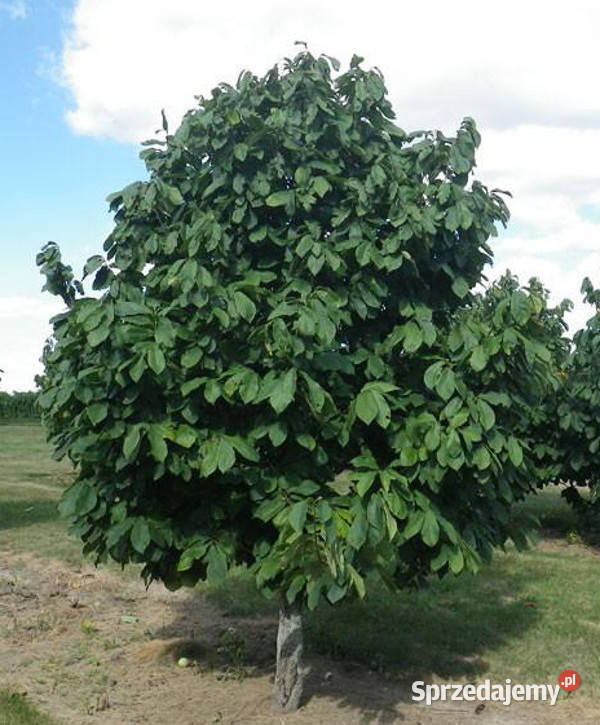 URODLIN TRÓJŁATKOWY Asimina triloba NASIONA 100 kujawsko-pomorskie Lubanie