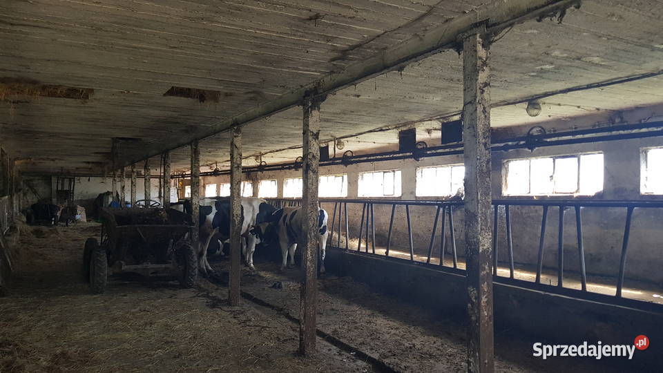 Dojarka przewodowa zbiornik 800l Płonkowo
