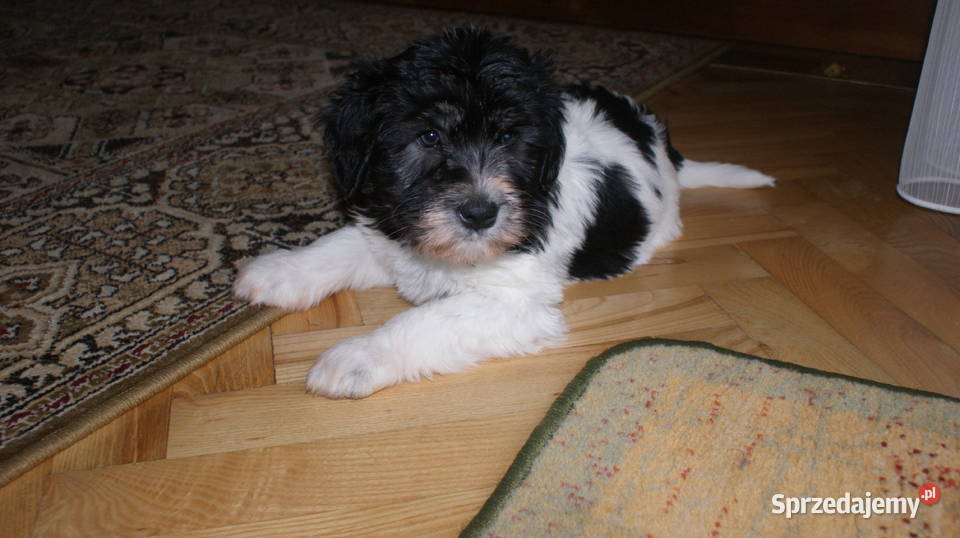 polski owczarek nizinny Jarosław