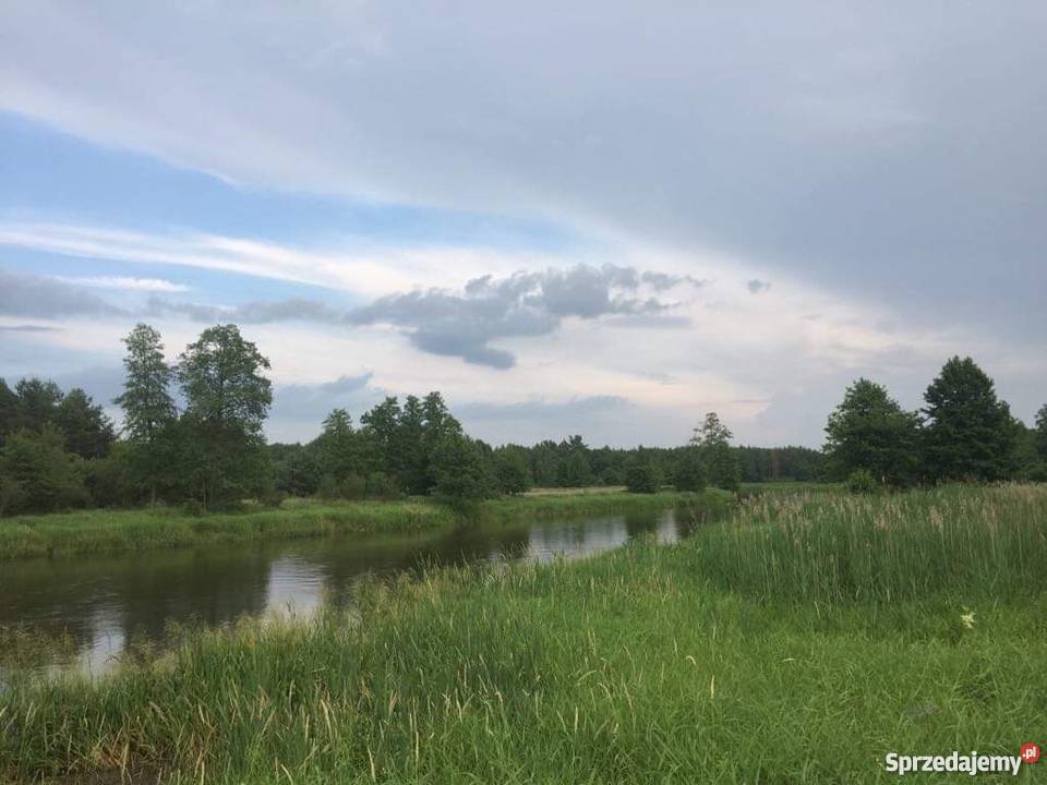 Działka rolnosiedliskowa 50300 m2 Pilicą 50300m2 Łęg Ręczyński