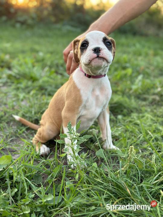 Suczka rasy bokser szczeniak