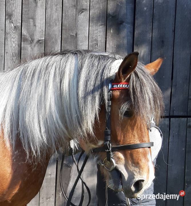 Sprzedam klacz sztumska