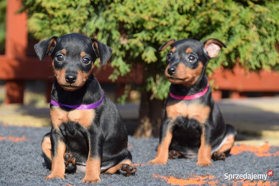 Szczenięta Pinczer Miniaturowy ZKWP fci Łochów