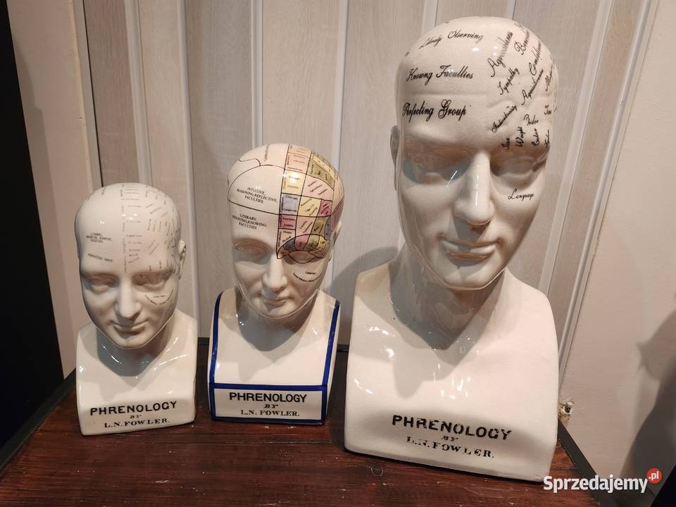 Głowy medyczne PhrenologyFrenologia zachodniopomorskie Police