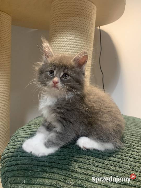 Maine Coon Srebny z białym klasycznie pręgowany mazowieckie