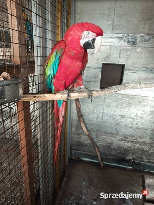Ara Chloropter Pamiątkowo sprzedam