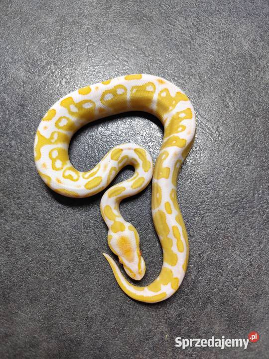 Pytony Królewskie Albino sprzedam