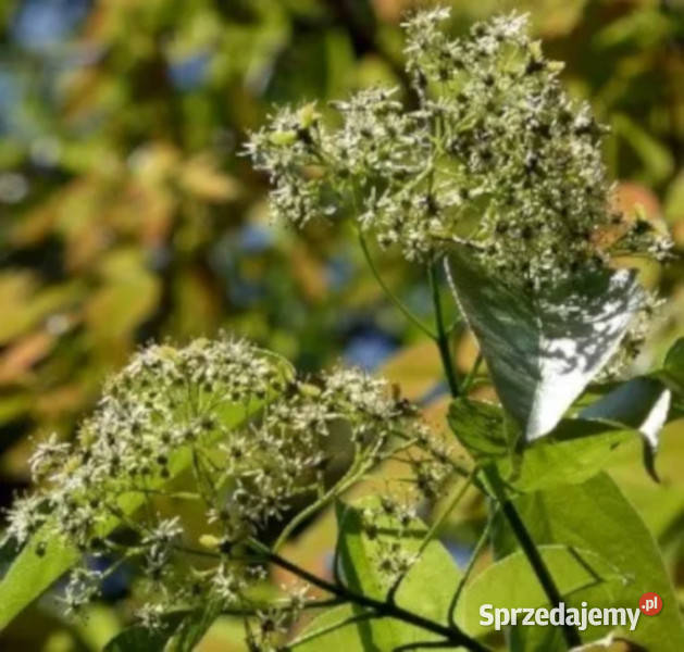 KLON ZIMOZIELONY Acer oblongum NASIONA 100g Lubanie