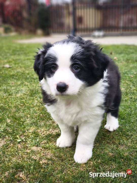Piesek Border Collie Krosno sprzedam