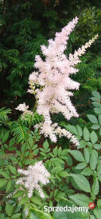 Byliny do kolekcji tawułka jasny róż Nowy Sącz