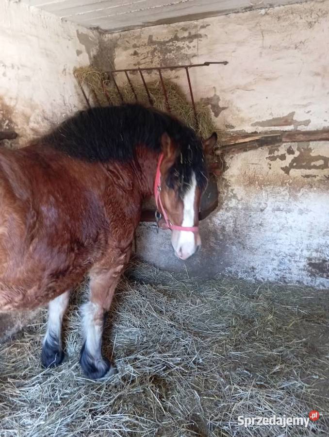 Klacze zimnokrwiste Annopol