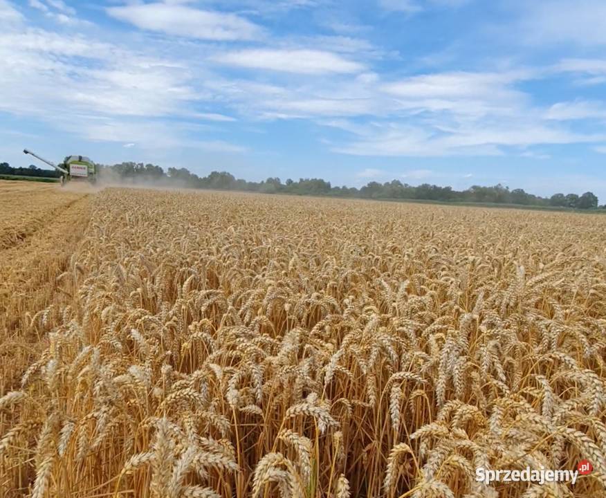 Pszenica konsumpcyjna CHEVIGNON C1 Ćwików sprzedam