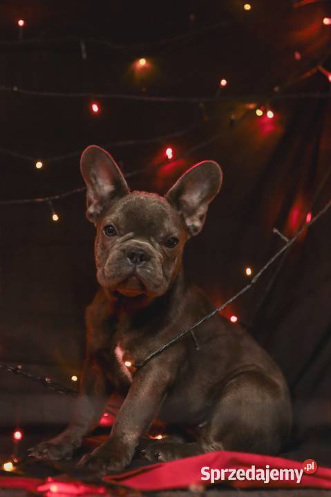 Francuskie buldogi blue i merle śląskie