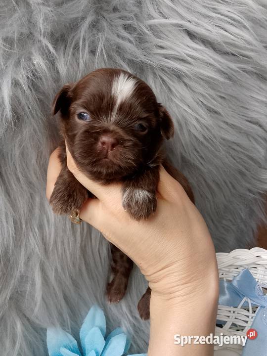 Piękny czekoladowy piesek opolskie