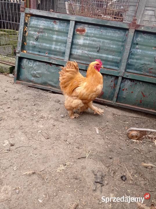 Kogut kochiny Lubojenka