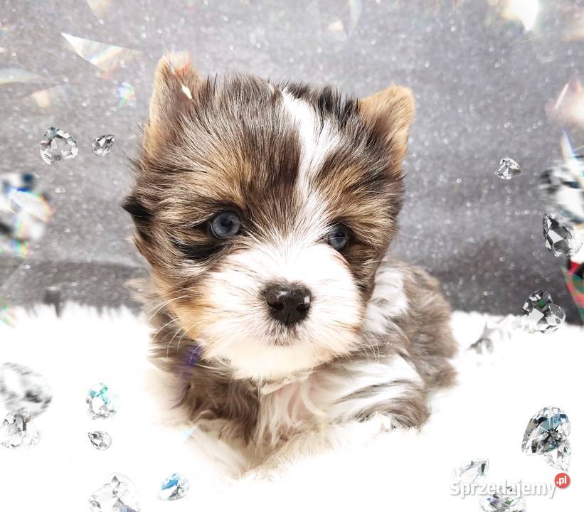 Blueberry Niebieskie Oczy CUDOWNY unikatowy Mega opolskie