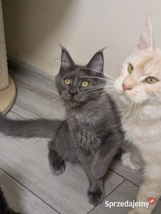 Ivett kocurek niebieski dymny Maine Coon Maine Coon