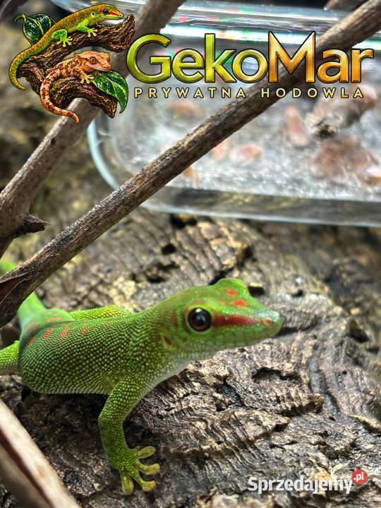 Felsuma madagaskarska Phelsuma grandis Obrowiec