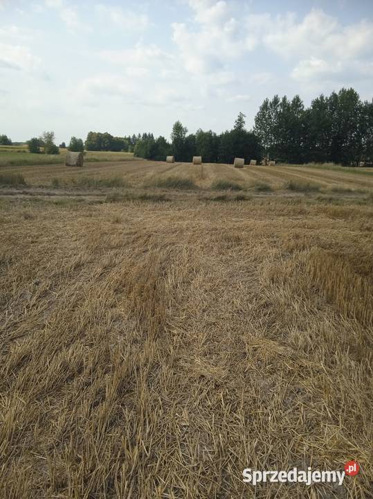 Słoma pszenna 2025 lubelskie Białopole