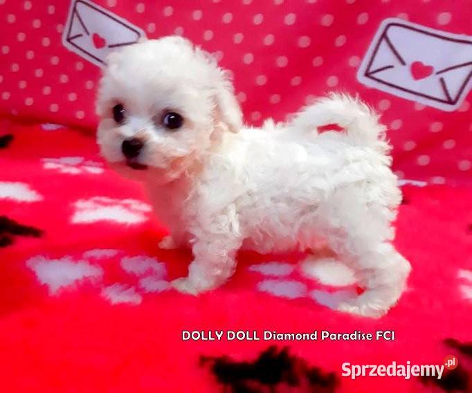 bichon frise szczenięta do odbioru rodowód FCI Gdańsk