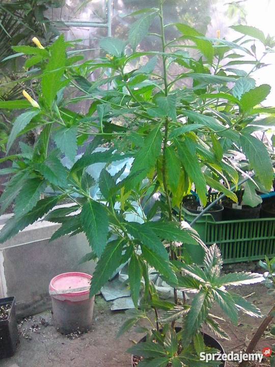 Damiana Turnera diffusa nasiona Gostyń