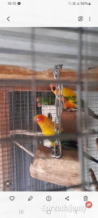 Konury słoneczne Goździn