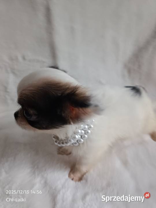 Chihuahua xxs chłopiec samiec dlugowlosy