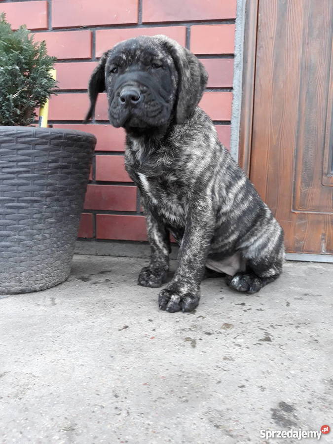 Szczeniaki Dog Kanaryjski Dogo Canario Piątek