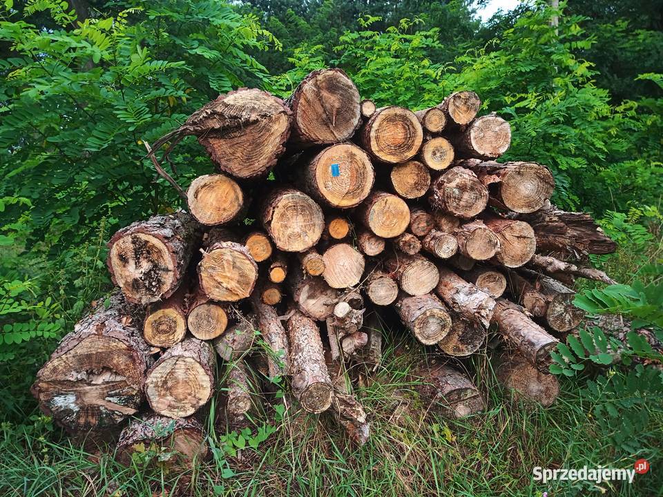 Brzoza sosna akacja wałki drewno suche m3 Wągrodno
