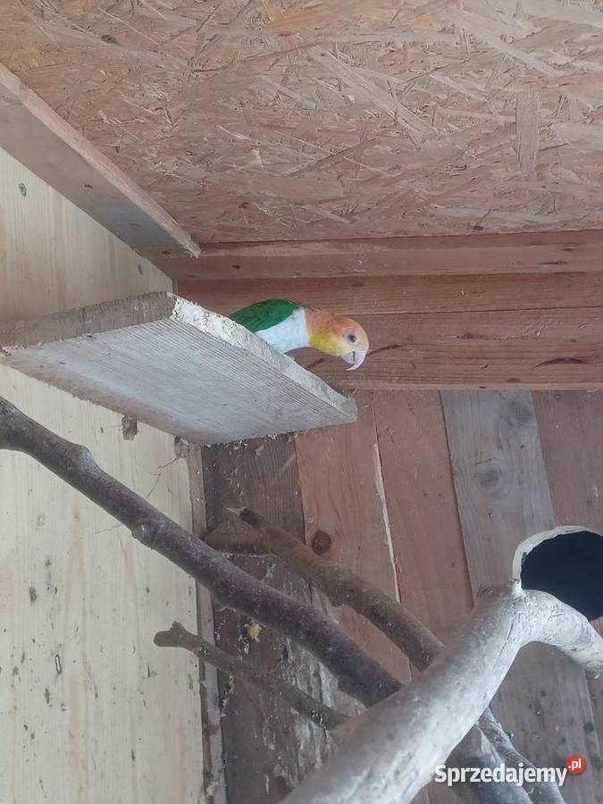 Barwinki białobrzuche Pęckowo