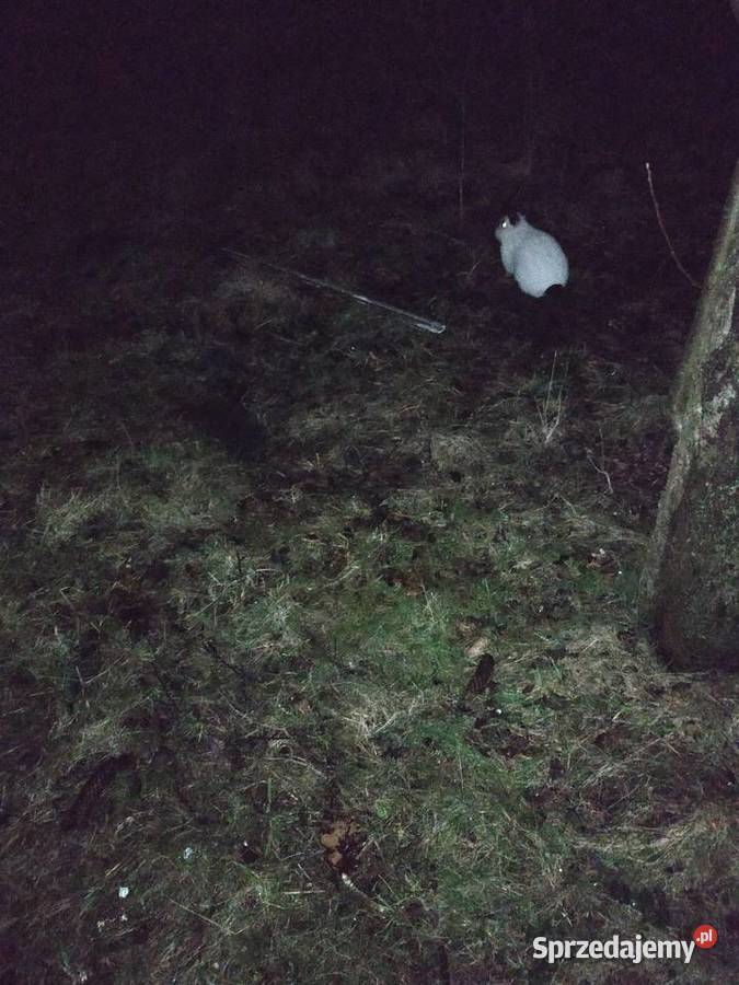 Królik Kalifornijski Samiec