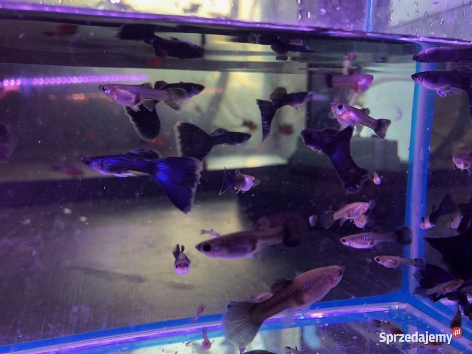 Gubik Moskiewski łódzkie Justynów