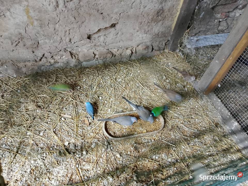 Gołąbki diamentowe Ptaki Dyblin