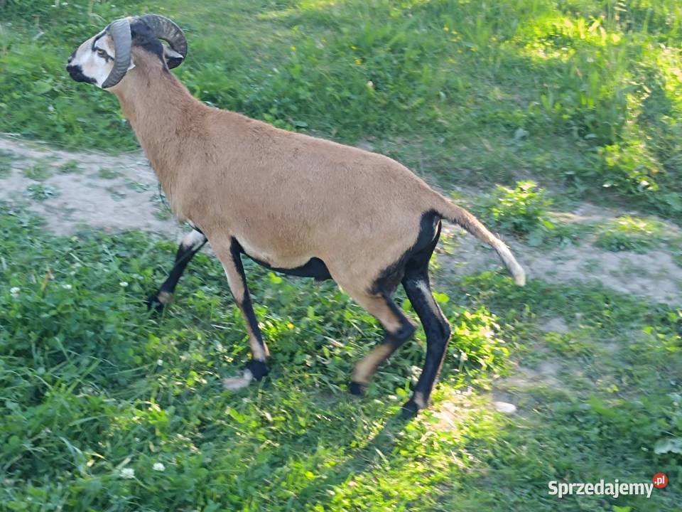 Baranki kameruńskie Nowy Sącz