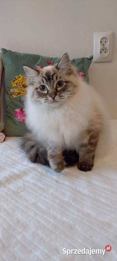 Kocurek ragdoll 2 letni Wrocław sprzedam