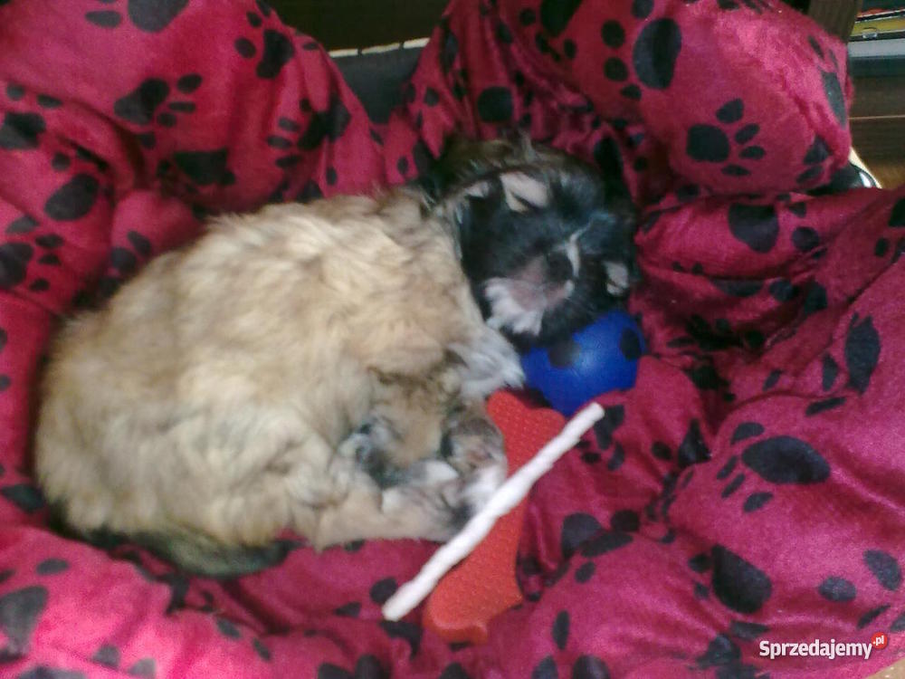 szczeniaka 2 miesięcznego Zwierzęta sprzedam