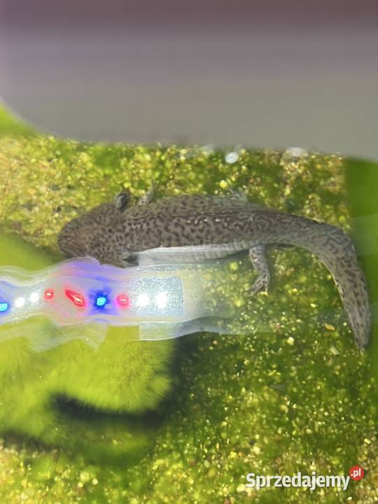 Zestaw Akwarium z Aksolotlem Z komodą Ledami