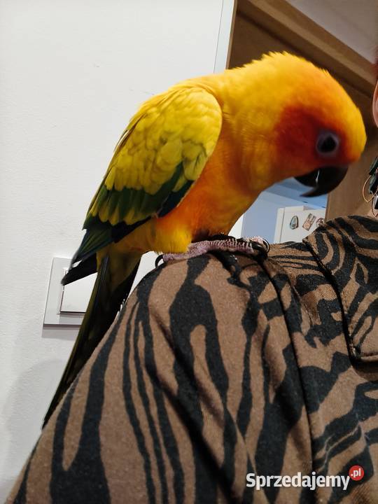 Konura słoneczna ręcznie karmiona Ostrów Wielkopolski