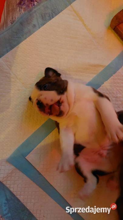 Boston Terrier ZKwPFCI łódzkie Tomaszów Mazowiecki
