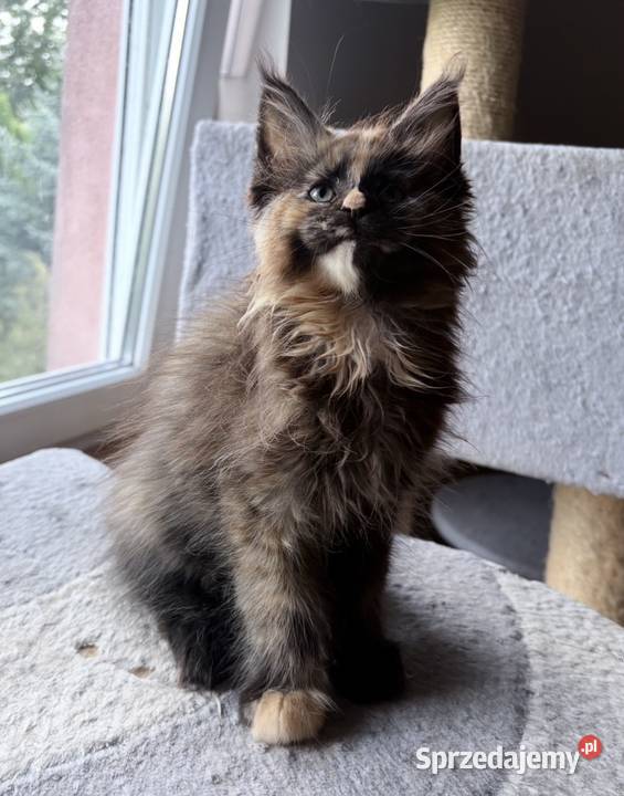 Maine Coon Szylkretka Zorza dolnośląskie Wińsko