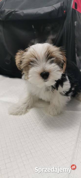 Szczeniak Yorkshire Terrier Biever Kraków