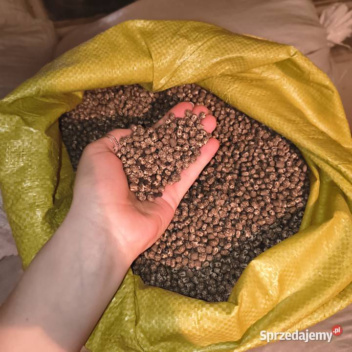 Łubin niebieski gorzki Rolnictwo świętokrzyskie Budziska sprzedam