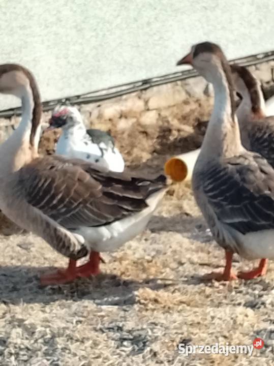 Gęsi landers i garbonosa lubuskie Lubiszyn sprzedam