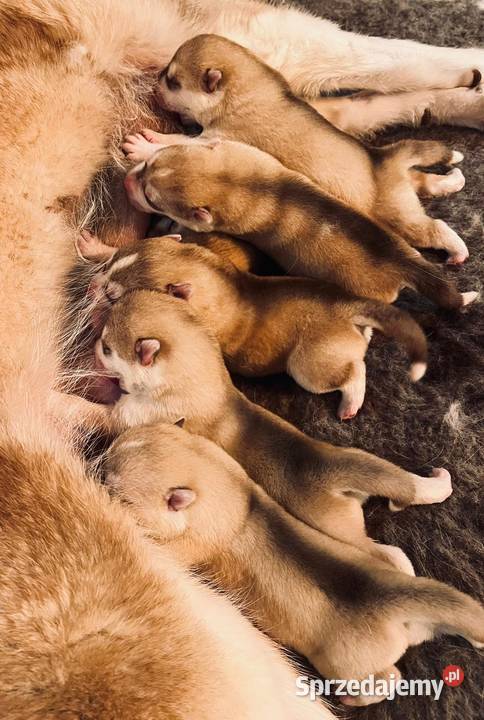 Siberian Husky Championach ZKwP FCI Kraków