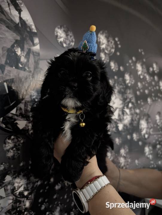 Szczenięta shih tzu z genem blue Shih Tzu Zawiercie