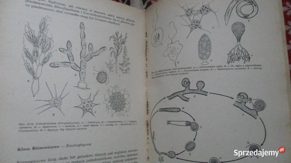 Świat roślin roślinność botanika biologia Łódź