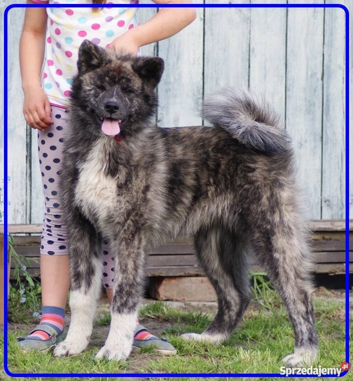 AKITAINU z ROOWOEM FCI CHAMPIONACH Mikołów