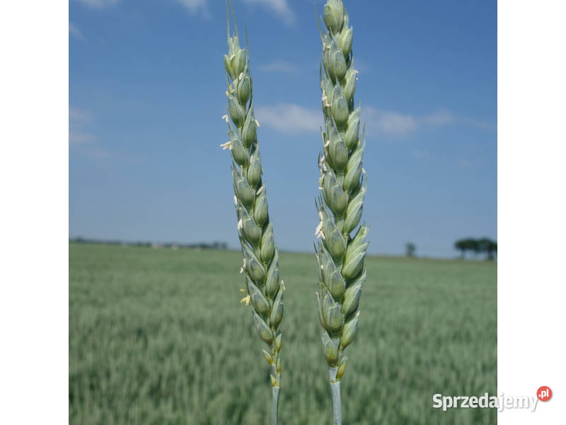 Materiał siewny zboża jare pszenica KWS Dorium Gniezno